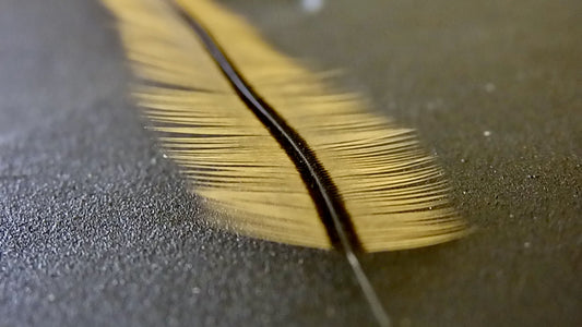 Golden Badger Saddle Hackle