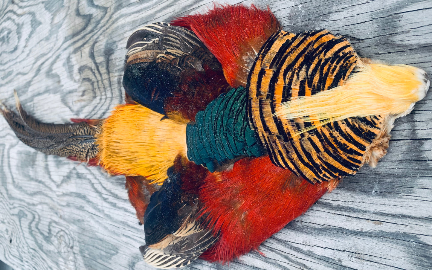 Golden Pheasant