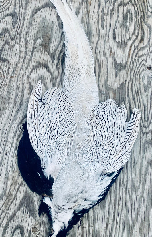 Silver Pheasant