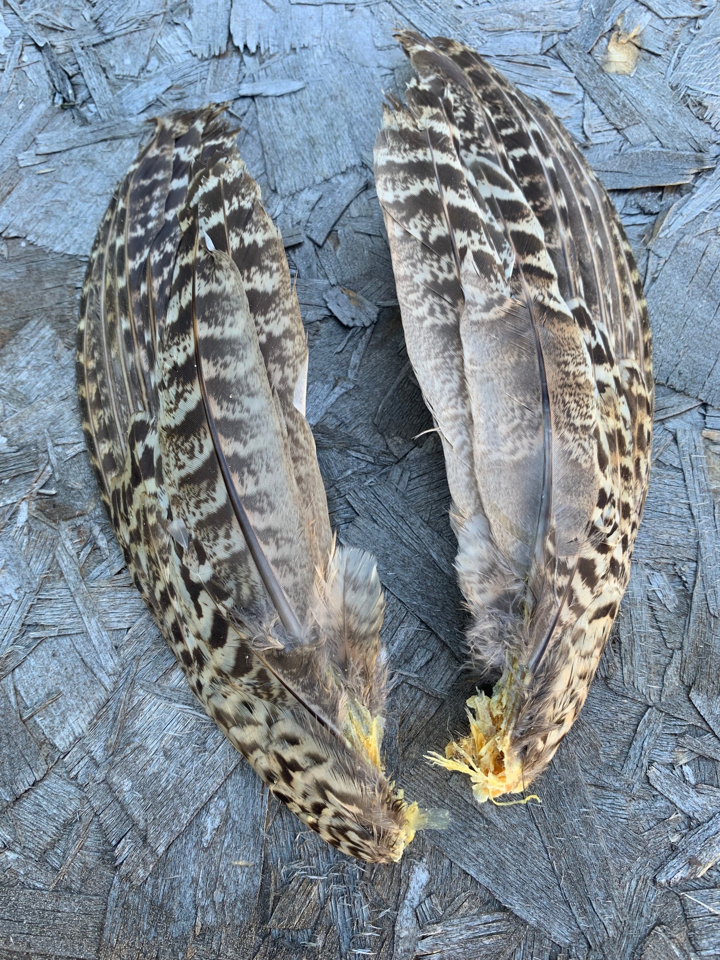 Ringneck Hen Wings