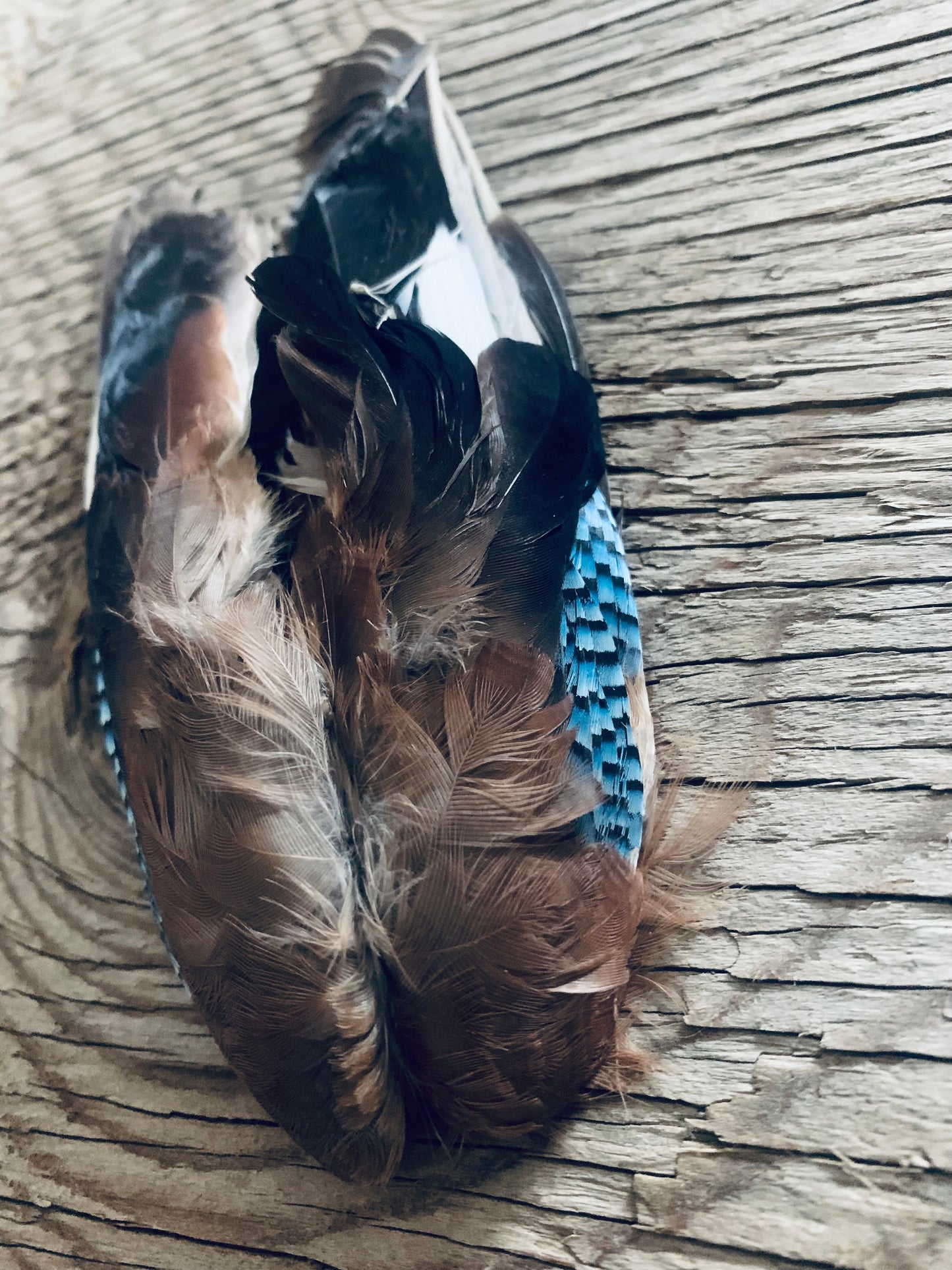 Eurasian Jay Wings