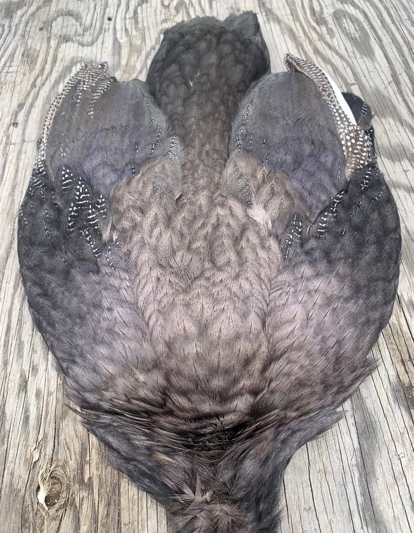 Royal Purple Guinea Fowl