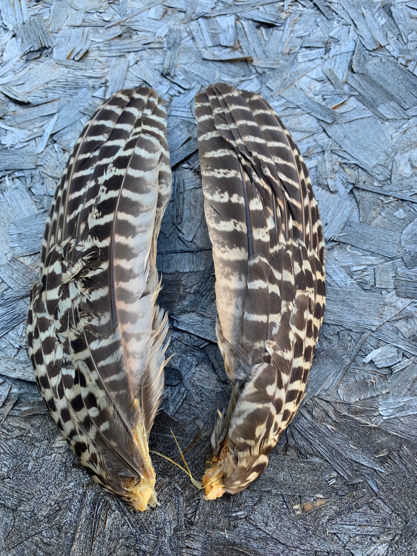 Ringneck Hen Wings